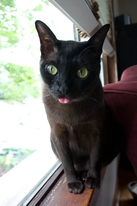 Cardiac Evaluations Picture 3