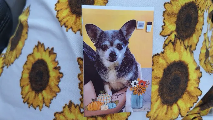 Animal Cardiology of Alabama Picture 3