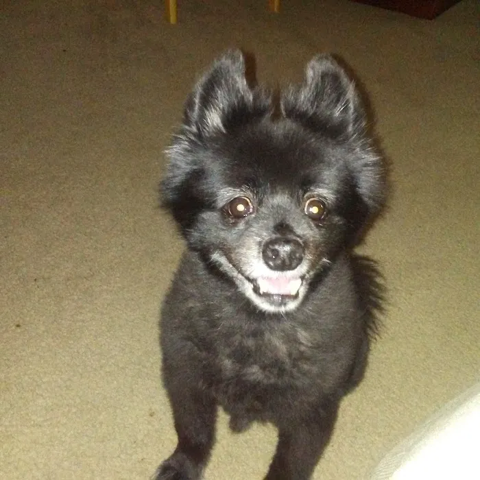 Animal Cardiology of Alabama Picture 4