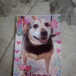 Animal Cardiology of Alabama