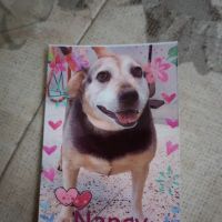 Animal Cardiology of Alabama ico