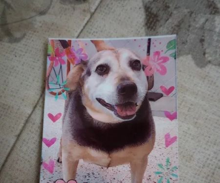 Animal Cardiology of Alabama