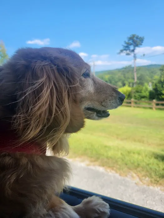 Animal Cardiology of Alabama Picture 7