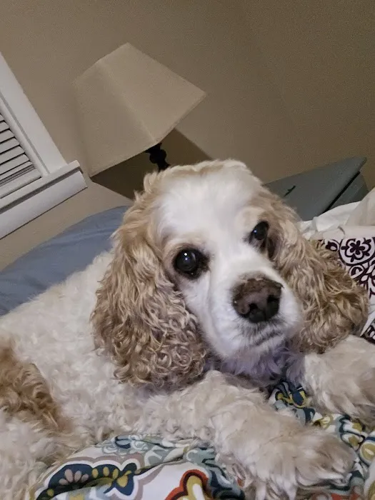 Animal Cardiology of Alabama Picture 8