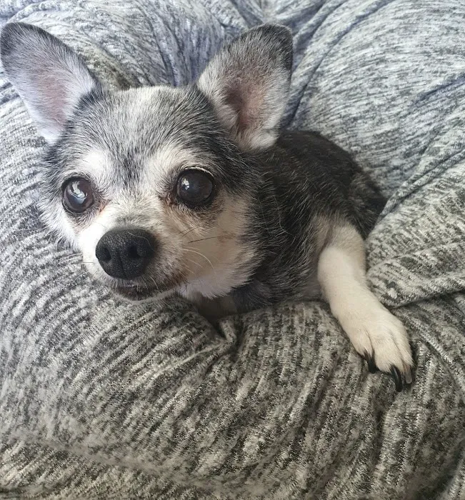 Animal Cardiology of Alabama Picture 9