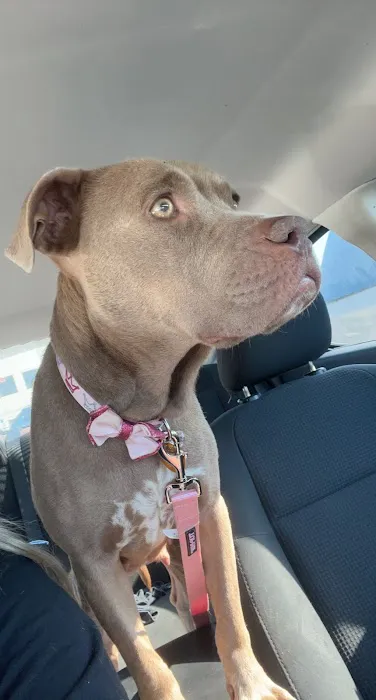 Midfield Animal Clinic Picture 1