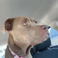 Midfield Animal Clinic ico