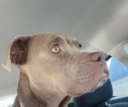 Midfield Animal Clinic