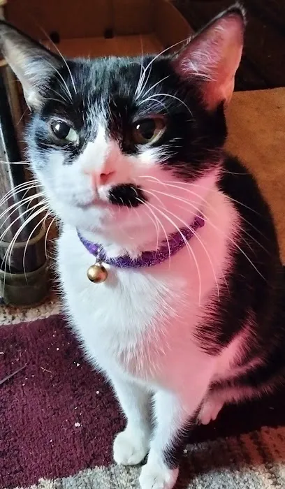 Midfield Animal Clinic Picture 3