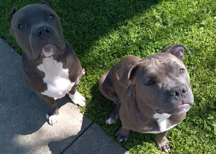 Midfield Animal Clinic Picture 5