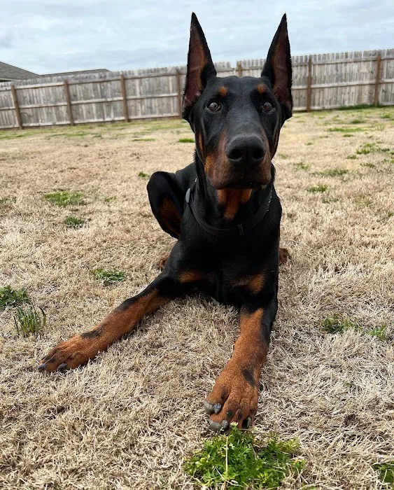 Midfield Animal Clinic Picture 6