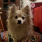 Red Mountain Animal Clinic