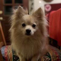 Red Mountain Animal Clinic ico