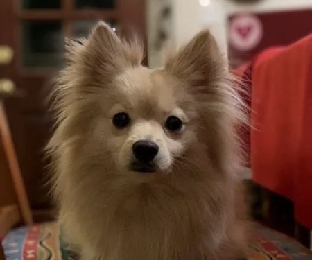 Red Mountain Animal Clinic