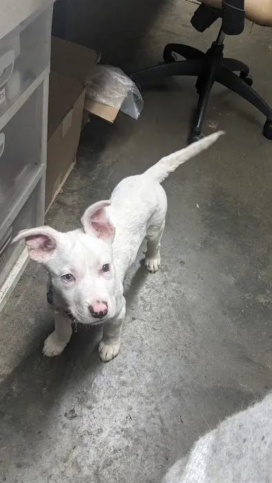 Vulcan Park Animal Care Picture 3