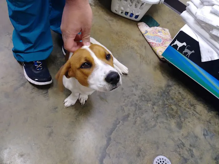 Vulcan Park Animal Care Picture 2