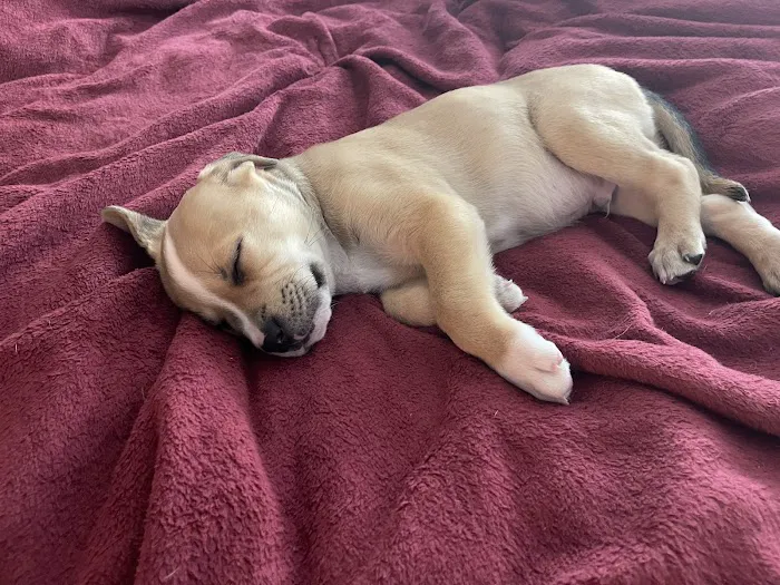 Vulcan Park Animal Care Picture 1