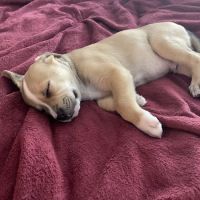 Vulcan Park Animal Care ico