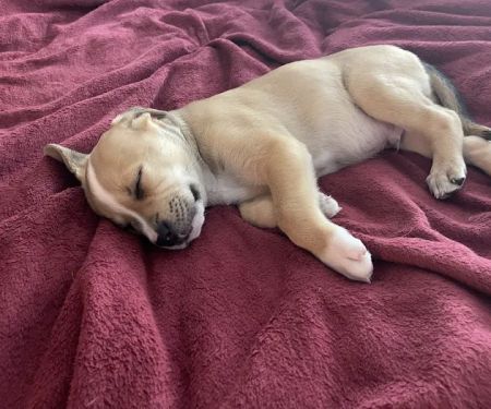 Vulcan Park Animal Care