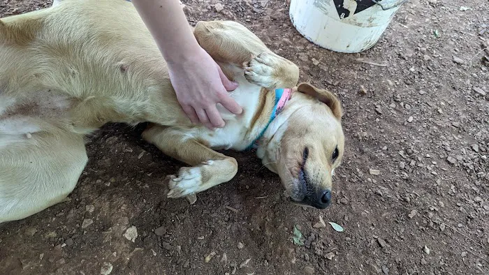 Vulcan Park Animal Care Picture 7