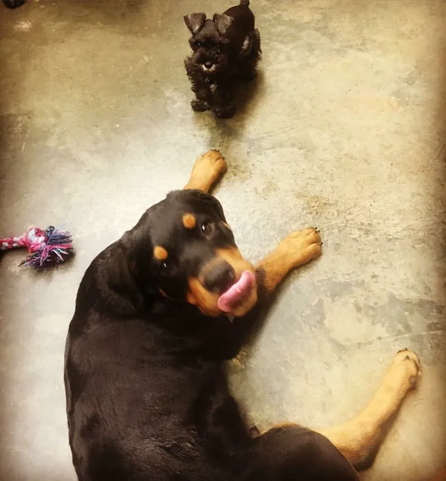 Vulcan Park Animal Care Picture 5