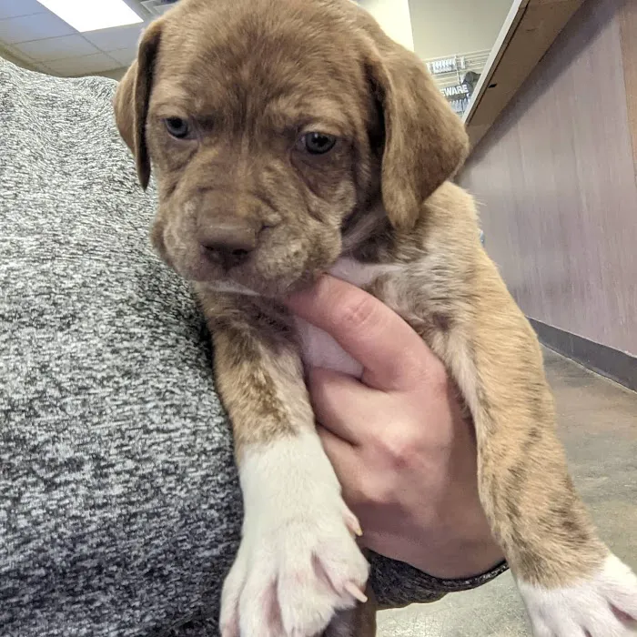 Vulcan Park Animal Care Picture 6