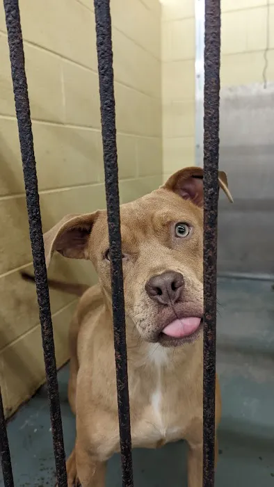 Vulcan Park Animal Care Picture 4