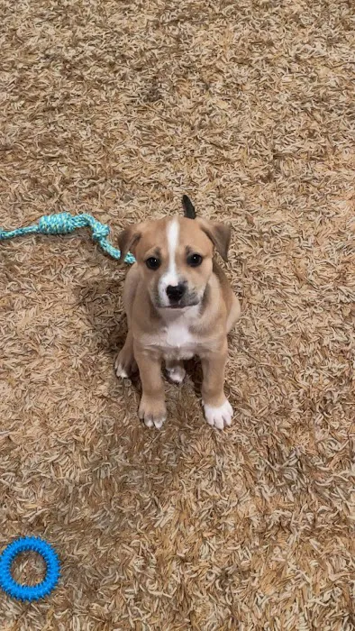 Vulcan Park Animal Care Picture 10