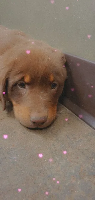 Vulcan Park Animal Care Picture 9