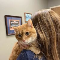 Vulcan Park Animal Care: Raymond George DVM ico