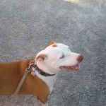 Roland Veterinary Clinic