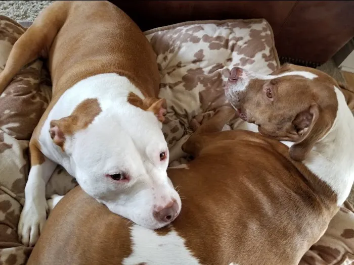 Roland Veterinary Clinic Picture 6