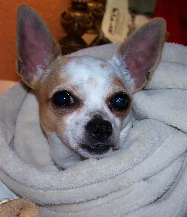 Roland Veterinary Clinic Picture 8