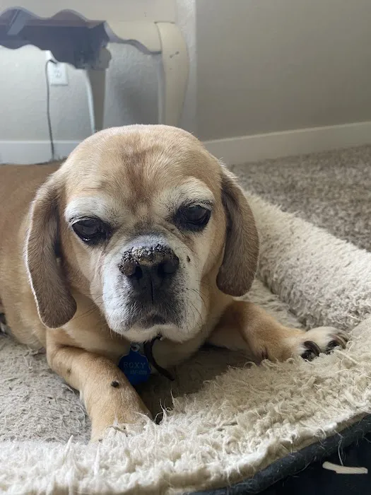 Heartland Pet Hospital & Mobile Practice P.C Picture 2