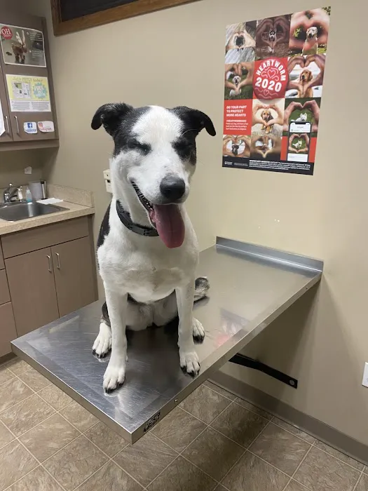 Heartland Pet Hospital & Mobile Practice P.C Picture 3