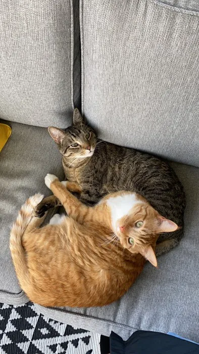 Heartland Pet Hospital & Mobile Practice P.C Picture 4