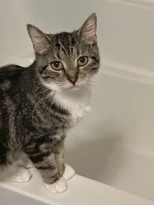 Heartland Pet Hospital & Mobile Practice P.C Picture 5