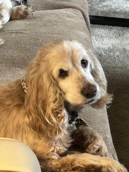 Companion Animal Clinic Picture 1