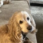 Companion Animal Clinic