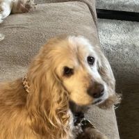 Companion Animal Clinic ico