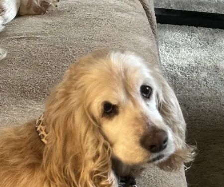 Companion Animal Clinic