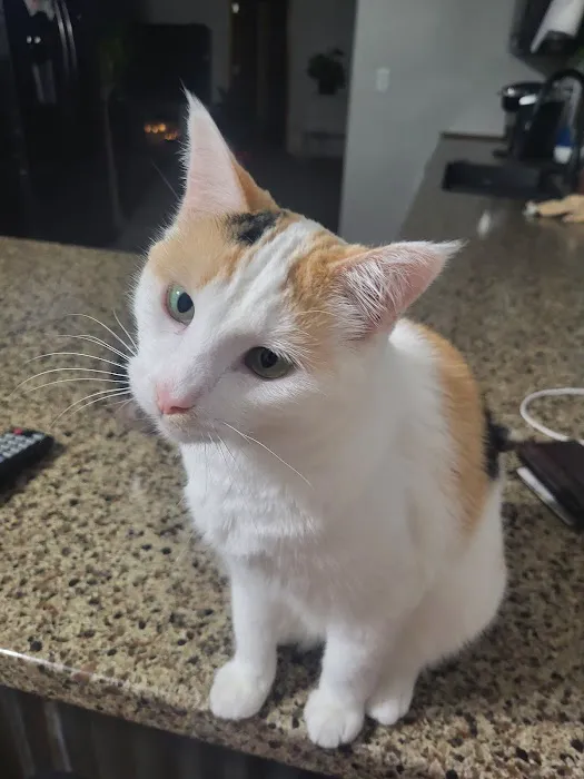 Companion Animal Clinic Picture 7