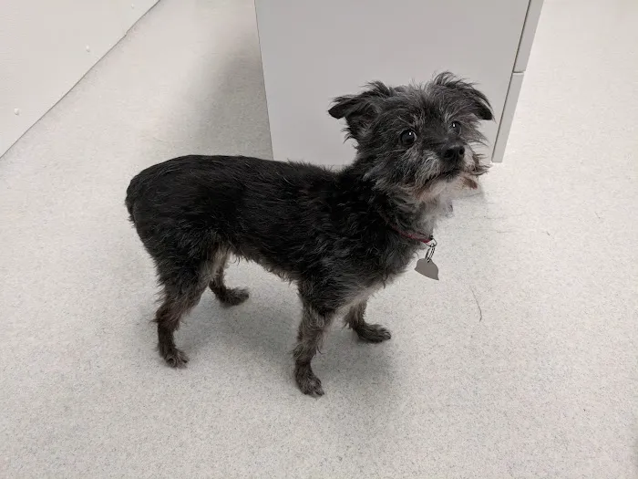 Companion Animal Clinic Picture 3