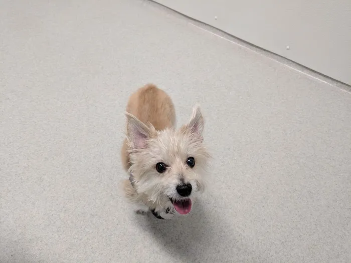 Companion Animal Clinic Picture 4