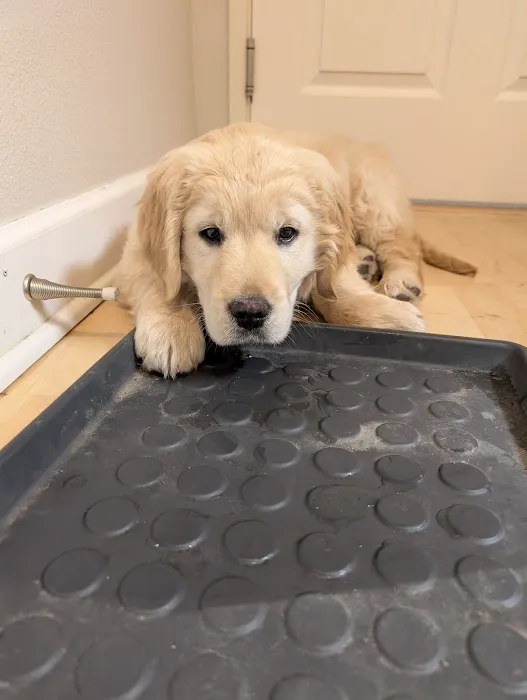 Companion Animal Clinic Picture 5