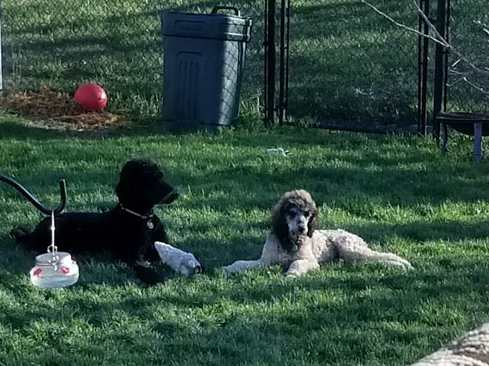 Companion Animal Clinic Picture 6