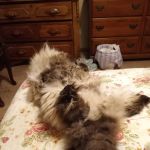 Alburnett Veterinary Service