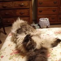 Alburnett Veterinary Service ico