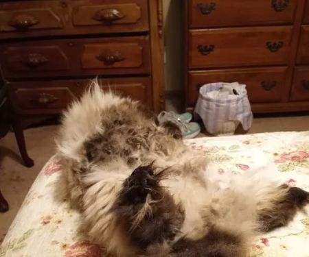 Alburnett Veterinary Service