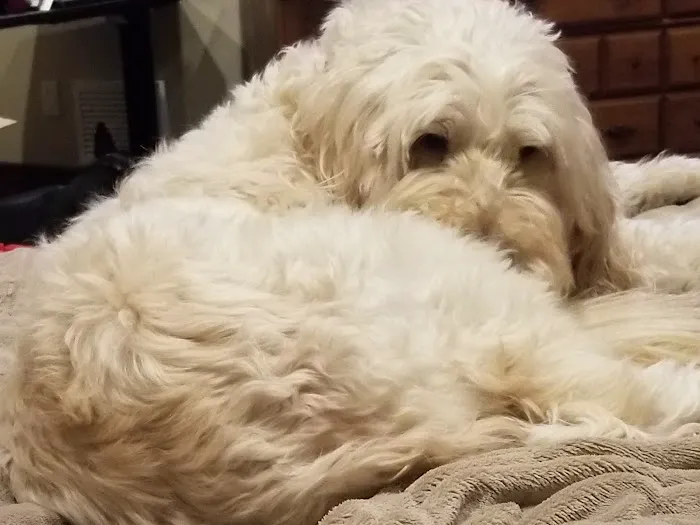 Alburnett Veterinary Service Picture 6